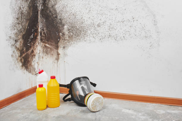 Best Fast Mold Removal  in Anniston, AL