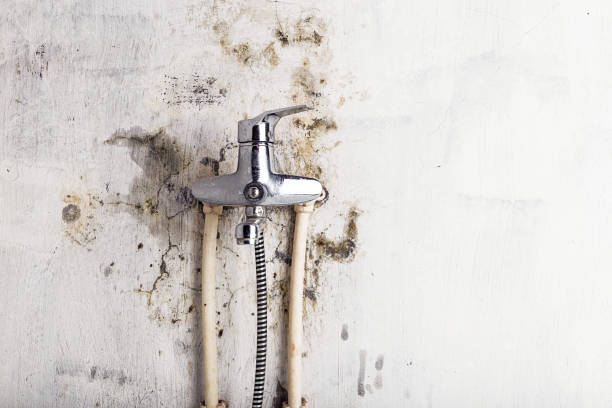 Best Black Mold Removal  in Anniston, AL