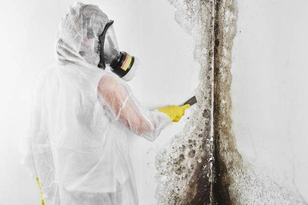 Best Mold Remediation  in Anniston, AL
