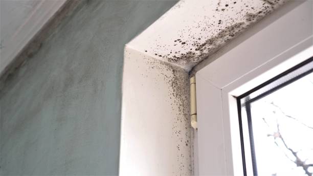 Best Water Damage Restoration  in Anniston, AL