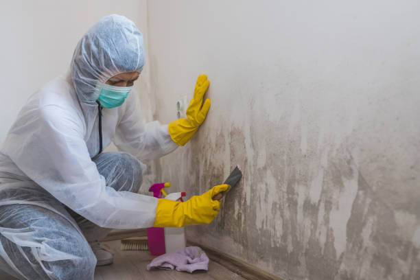 Best Mold Removal and Inspection  in Anniston, AL