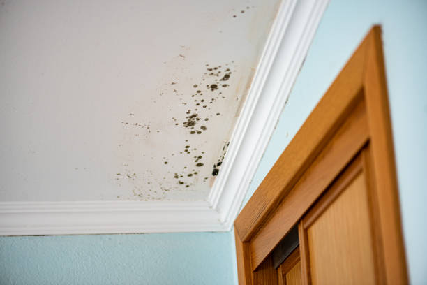 Best Office Mold Removal Services  in Anniston, AL