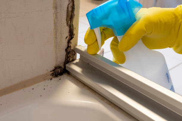 Best Residential Mold Removal  in Anniston, AL