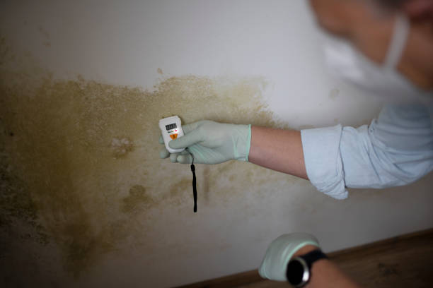 Best Mold Removal Company Near Me  in Anniston, AL