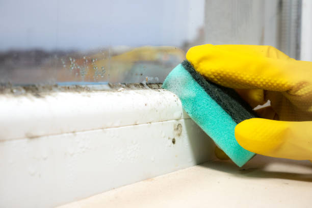 Best Crawl Space Mold Removal  in Anniston, AL