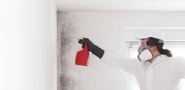 Best Affordable Mold Removal  in Anniston, AL