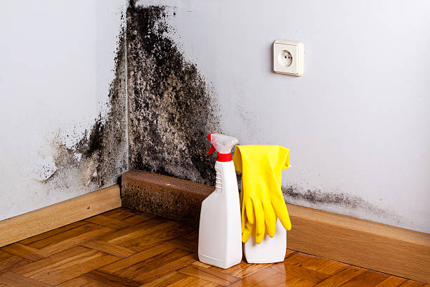 Best Home Mold Removal  in Anniston, AL
