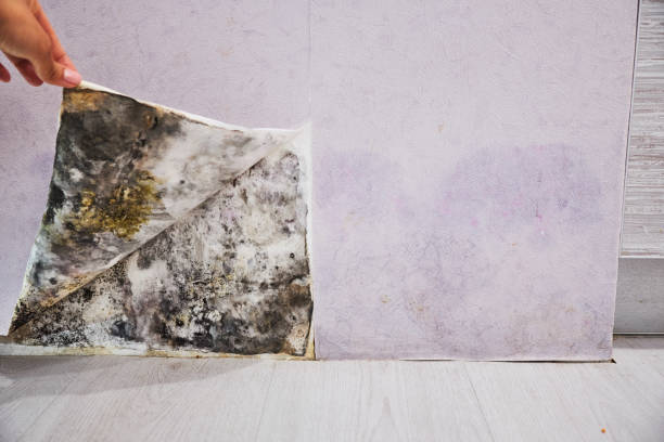 Best Commercial Mold Removal  in Anniston, AL